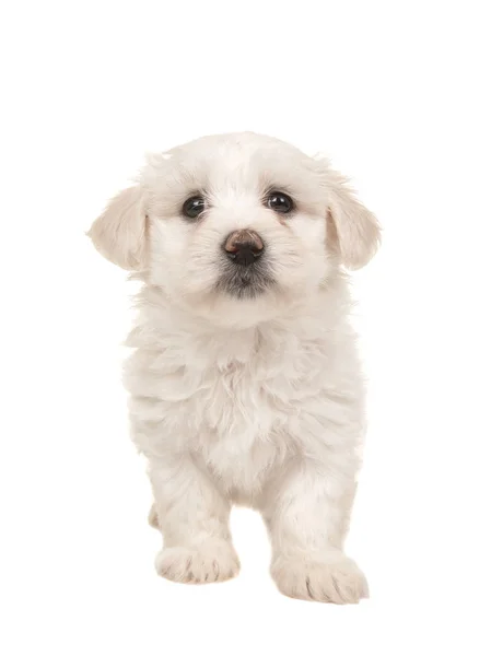 Beyaz bir arka plan üzerinde izole sevimli beyaz ayakta Malta puppy — Stok fotoğraf