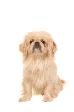 Beyaz bir arka plan üzerinde izole kamera karşı karşıya oturan sarışın yetişkin Tibet spaniel köpek