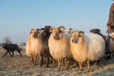 Mavi gökyüzü ile bir kış gününde çoban köpeği ile kırsal koyun sürüsü