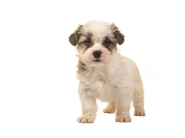 Beyaz bir arka plan üzerinde izole kamera karşı karşıya kahverengi ve beyaz ayakta boomer köpek yavrusu — Stok fotoğraf