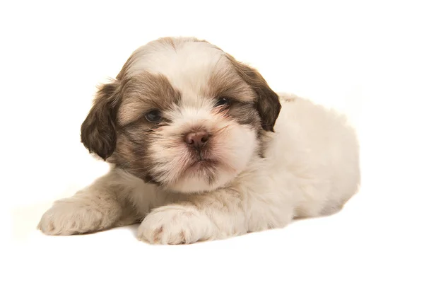 Brown e bianco cane cucciolo boom sdraiato su uno sfondo bianco — Foto Stock