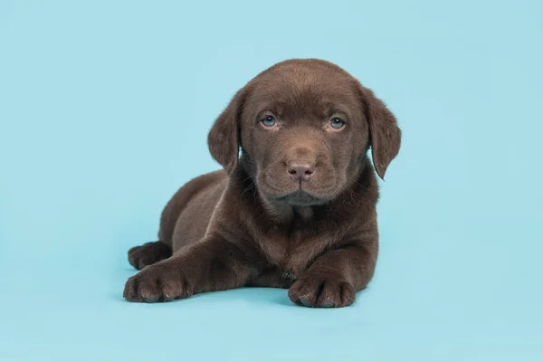 Carino cucciolo labrador retriever marrone sdraiato sul pavimento con la testa rivolta verso l'alto di fronte alla fotocamera su uno sfondo blu morbido — Foto Stock