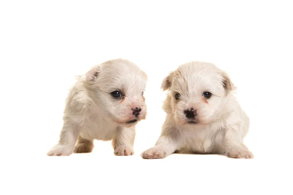 Dois filhotes de boomer brancos de quatro semanas deitados e em pé isolados em um fundo branco — Fotografia de Stock