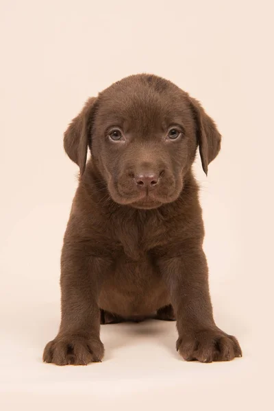 Bej renkli bir arka plan üzerinde oturan çikolata kahverengi labrador retriever köpek yavrusu — Stok fotoğraf
