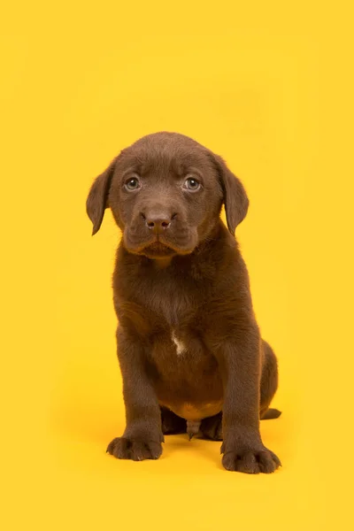 Sarı bir arka plan üzerinde oturan çikolata kahverengi labrador retriever köpek yavrusu — Stok fotoğraf