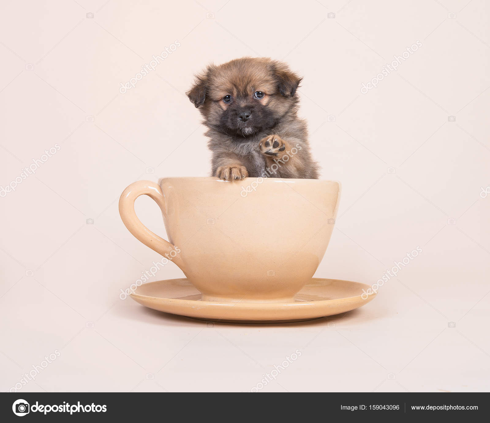Søt blandingsrase spitz valp i en kopp og tallerken løfter poten på en  sandfarget bakgrunn – stockfoto © Miraswonderland #159043096, image size:1600x1380