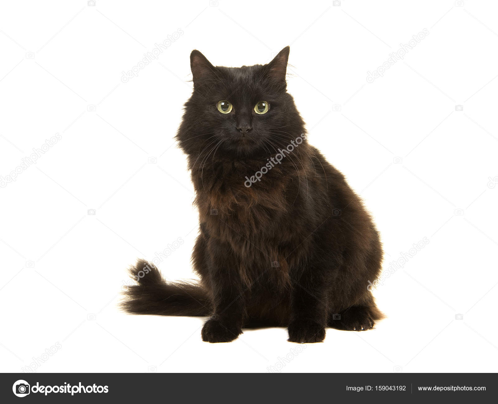 Pretty Long Haired Black Cat Sitting Facing The Camera Isolated On