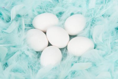 Beyaz yumurta üzerinde mavi tüyleri yalan