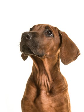 Beyaz bir arka plan üzerinde Rodezya ridgeback köpek yavrusu portre seyir izole