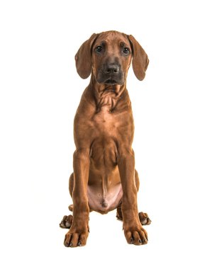 Beyaz bir arka plan üzerinde izole kamera karşı karşıya Rodezya ridgeback köpek yavrusu oturan Cute