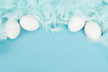 Beyaz yumurta ve metin için yer ile mavi bir arka plan üzerinde mavi tüyleri