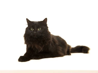 Dönük uzakta beyaz bir arka plan üzerinde izole aşağı yatan oldukça uzun saçlı siyah kedi