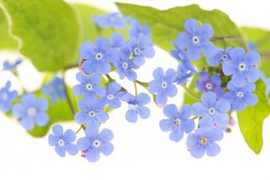 Çiçekler beyaz zemin üzerine yeşil yaprakları ile değil unut beni