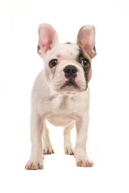 Şirin neredeyse beyaz Fransız bulldog köpek yavrusu ayakta beyaz bir arka plan üzerinde izole ön görülen kamera bakıyor