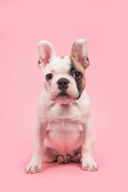 Şirin neredeyse beyaz Fransız bulldog köpek yavrusu oturma ve kameraya bir pembe arıyorsunuz