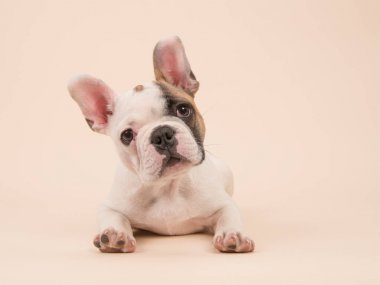 Arka plan aşağı yalan ve kameraya bir krem üzerinde seyir sevimli neredeyse beyaz Fransız bulldog köpek renkli
