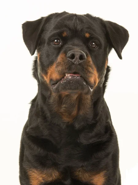 Lindo y divertido aspecto femenino rottweiler retrato frente a la cámara sobre un fondo blanco —  Fotos de Stock