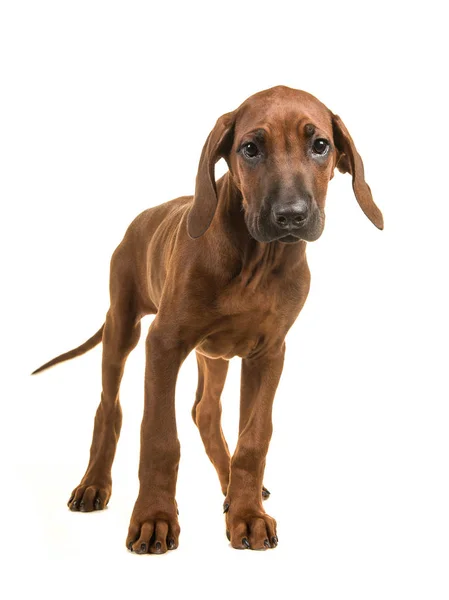 Schattig rhodesian ridgeback pup staande geconfronteerd met de camera geïsoleerd op een witte achtergrond — Stockfoto