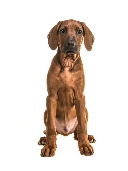 Lindo sentado rhodesian ridgeback cachorro frente a la cámara aislado en un fondo blanco —  Fotos de Stock