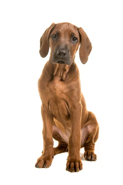Lindo rhodesian ridgeback cachorro sentado inclinado hacia adelante aislado sobre un fondo blanco —  Fotos de Stock