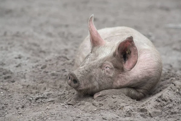 Free range pig sleeping in the mud