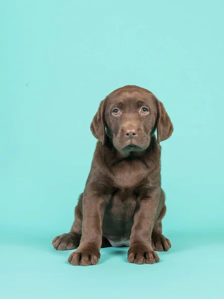 Bonito marrom sentado cachorro labrador de chocolate em um fundo azul-turquesa — Fotografia de Stock