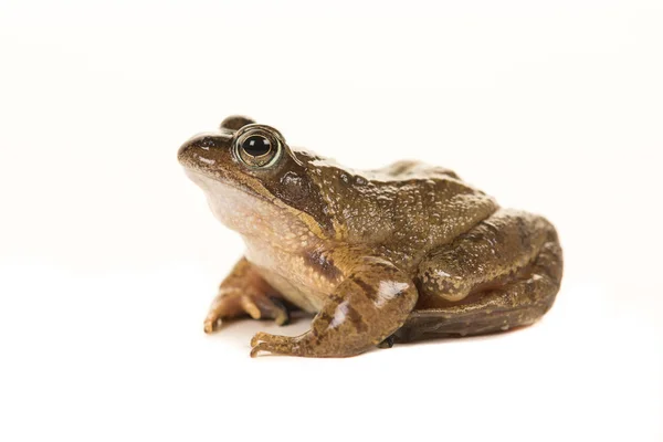Żaba brązowy z boku na białym tle na białym tle — Zdjęcie stockowe