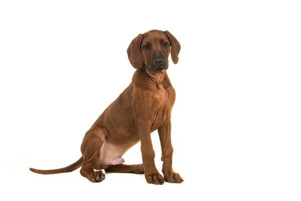 Χαριτωμένο rhodesian ridgeback συνεδρίαση κουτάβι δει από την πλευρά που αντιμετωπίζει η κάμερα που απομονώνονται σε λευκό φόντο — Φωτογραφία Αρχείου