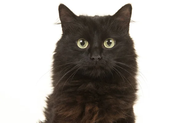 Ritratto di un gatto dai capelli lunghi nero di fronte alla telecamera isolato su uno sfondo bianco — Foto Stock