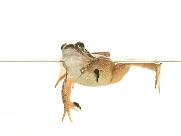 Nadar rana marrón común aislado sobre un fondo blanco —  Fotos de Stock