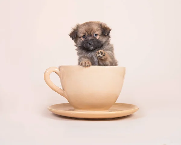 Милая смешанная порода Spitz щенок в чашке и блюдце поднимая свою лапу на песчаном фоне — стоковое фото