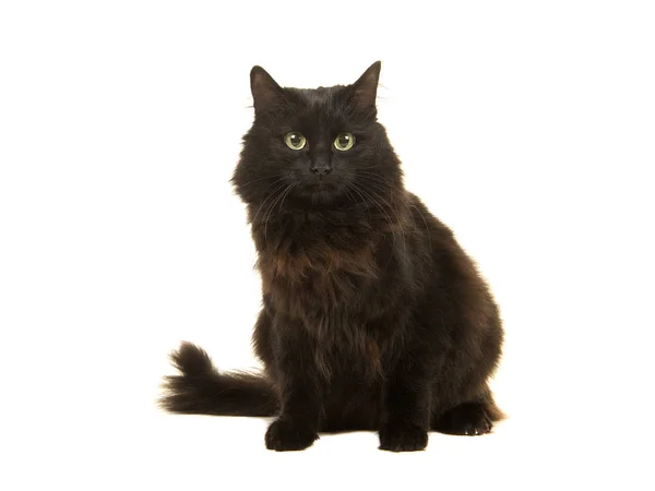 Gato preto de cabelos longos sentado de frente para a câmera isolado em um fundo branco — Fotografia de Stock