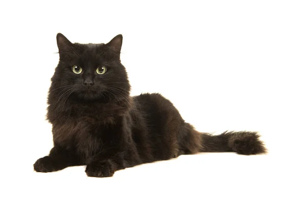 Gato preto de cabelos longos deitado no chão de frente para a câmera isolada em um fundo branco — Fotografia de Stock