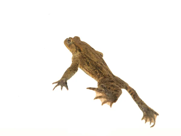 Swimming toad under water isolated on a white background — Stock Photo, Image