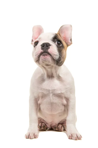 Lindo perrito bulldog francés casi blanco sentado y mirando hacia arriba aislado sobre un fondo blanco — Foto de Stock