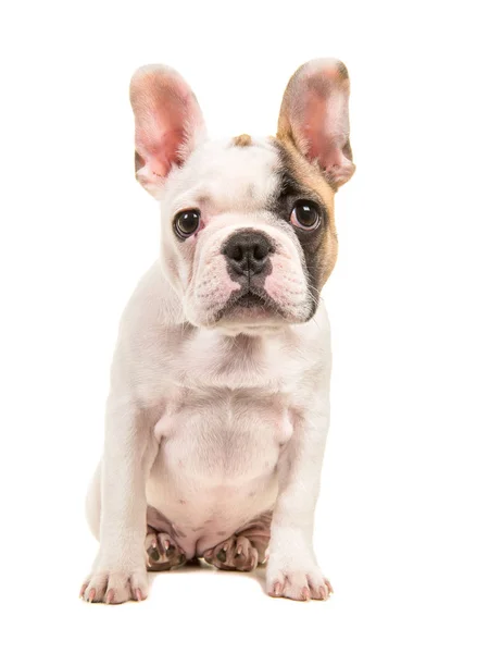 Lindo perrito bulldog francés casi blanco sentado e inclinado hacia adelante mirando a la cámara aislada sobre un fondo blanco — Foto de Stock