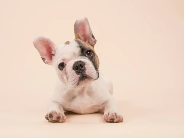 Mignon presque blanc chiot bouledogue français couché et regardant la caméra sur un fond de couleur crème — Photo