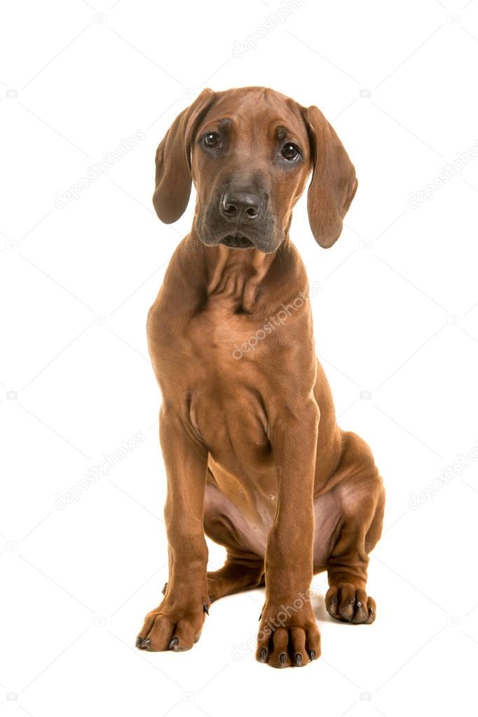 Cute rhodesian ridgeback puppy sitting leaning forward isolated on a white background