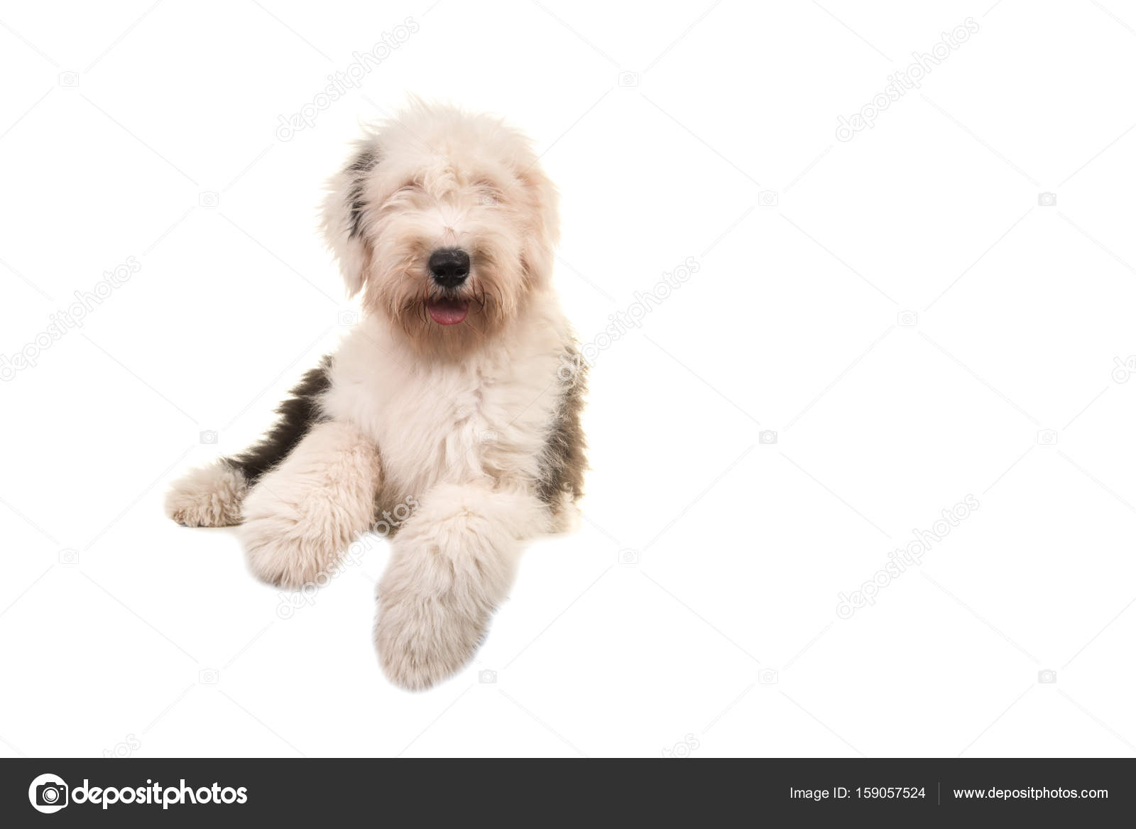 Vieux Chien De Berger Anglais Jeune Adulte Allongé Sur Le