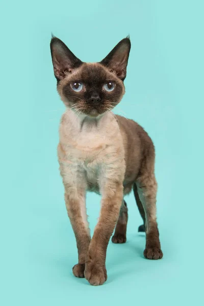 Pretty standing seal point devon rex cat with blue eyes facing the camera on a mint blue background — Stock Photo, Image