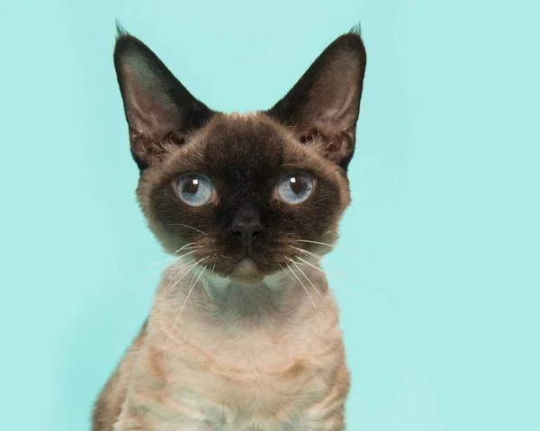 Bonito punto de sello devon rex gato retrato con ojos azules mirando directamente a la cámara sobre un fondo azul menta —  Fotos de Stock