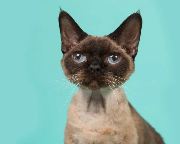 Bastante sello punto devon rex gato retrato con ojos azules mirando hacia arriba en un fondo azul menta —  Fotos de Stock