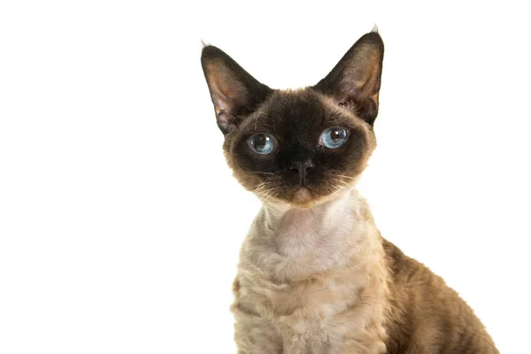 Bastante sello punto devon rex gato retrato con ojos azules mirando directamente a la cámara aislado sobre un fondo blanco — Foto de Stock