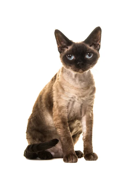 Muito sentado ponto de vedação Devon rex gato com olhos azuis olhando diretamente para a câmera visto do lado isolado em um fundo branco — Fotografia de Stock