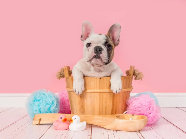 Niedliche Französische Bulldogge Welpe in einem hölzernen Sauna-Eimer in einem rosa Badezimmer Einstellung vor der Kamera — Stockfoto