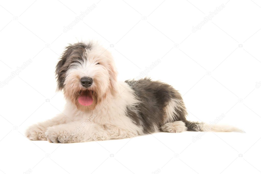 Old english sheep dog young adult lying on the floor seen from the side isolated on a white background