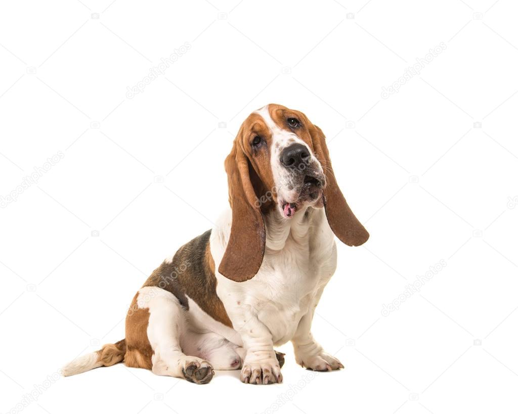 Cute young adult basset hound sitting and facing the camera seen from the side isolated on a white background