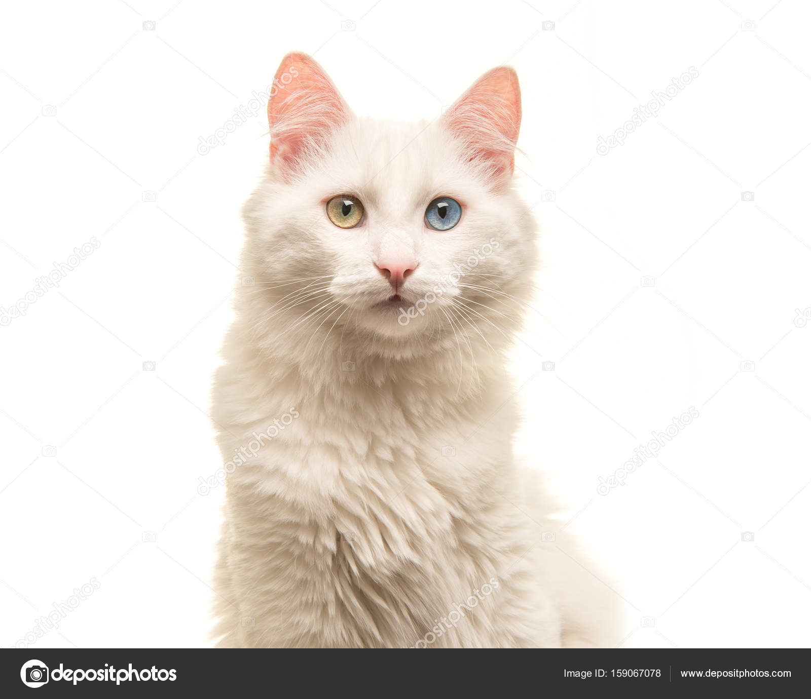 Chat Angora Images Libres De Droit Photos De Chat Angora Depositphotos Chat Angora Images Libres De Droit Photos De Chat Angora Depositphotos