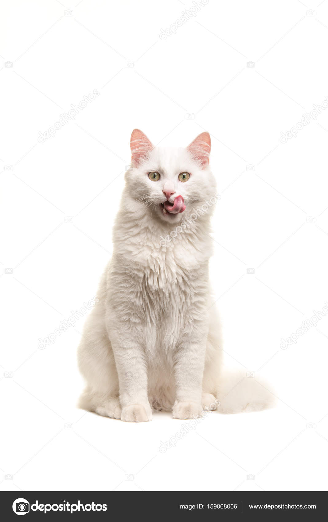 Angora Turc Images Libres De Droit Photos De Angora Turc Depositphotos Angora Turc Images Libres De Droit Photos De Angora Turc Depositphotos