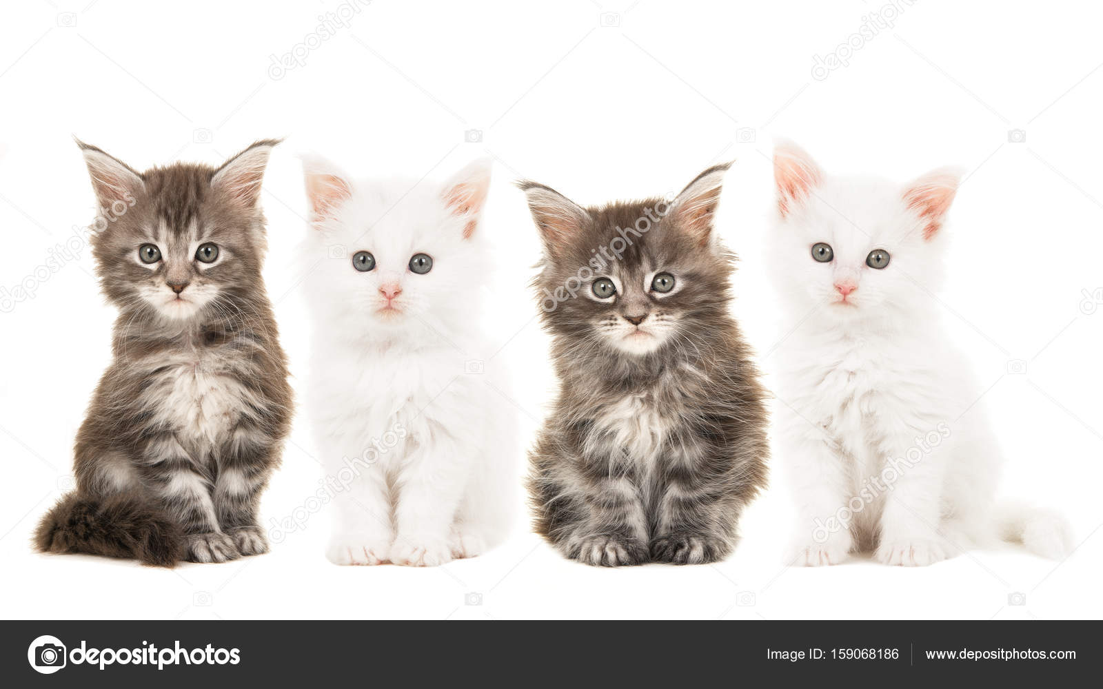Four Main Coon Baby Cat Kittens Two Tabby And Two White Sitting And Looking At The Camera Isolated On A White Background Stock Photo By C Miraswonderland